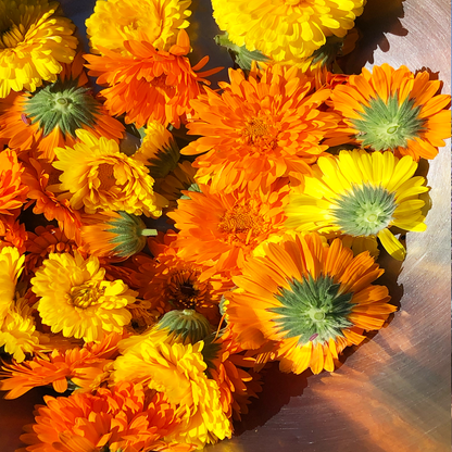 CALENDULA ROSE Revitalizing Serum